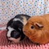 Piglet photo 2