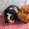 Piglet photo 3