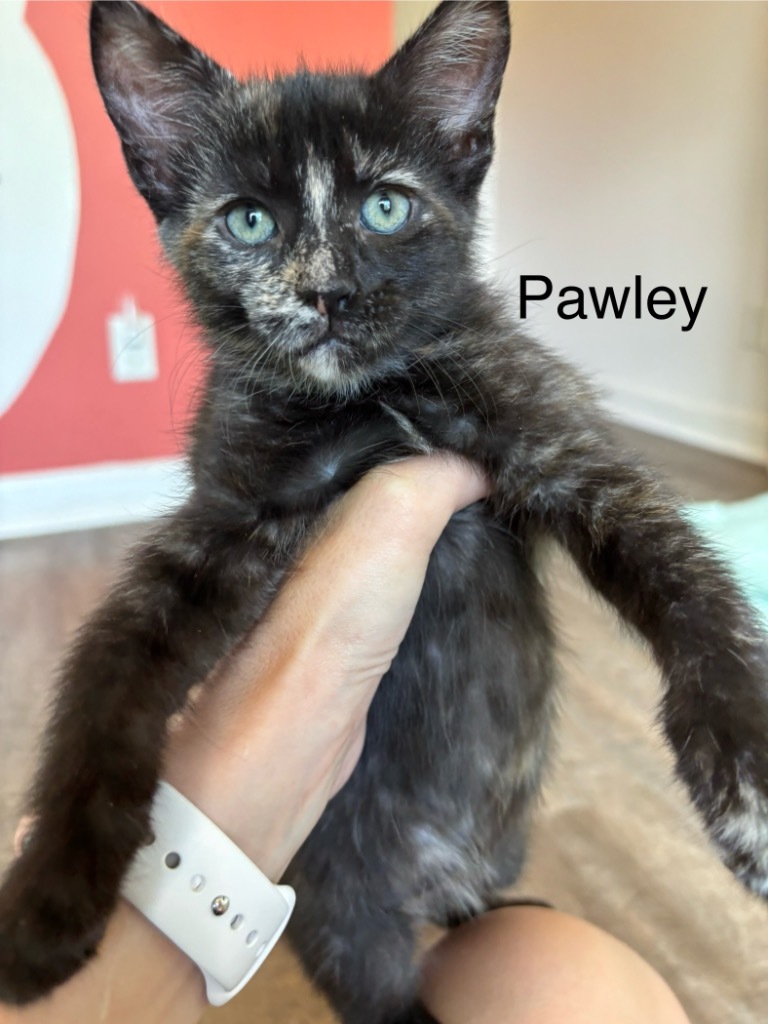 Pawley