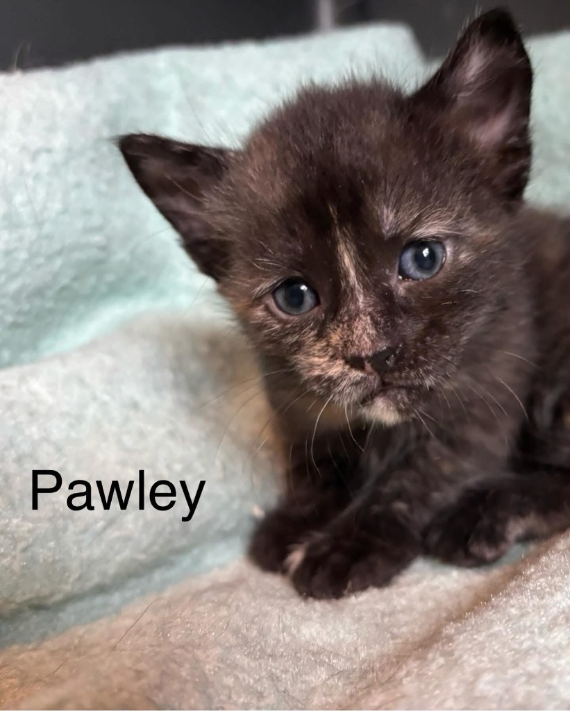 Pawley