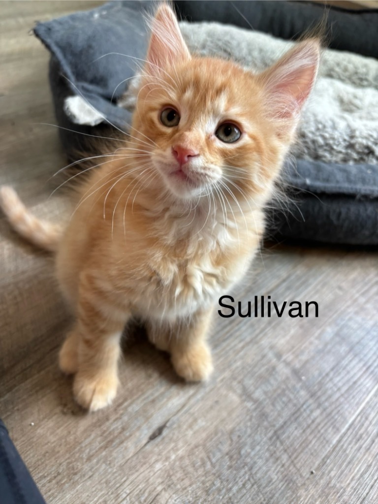 Sullivan
