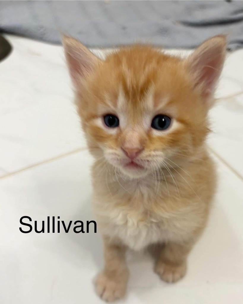 Sullivan