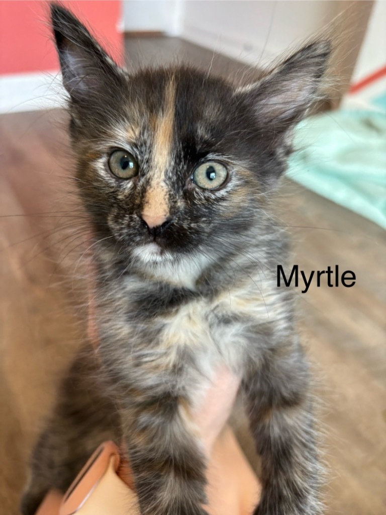 Myrtle