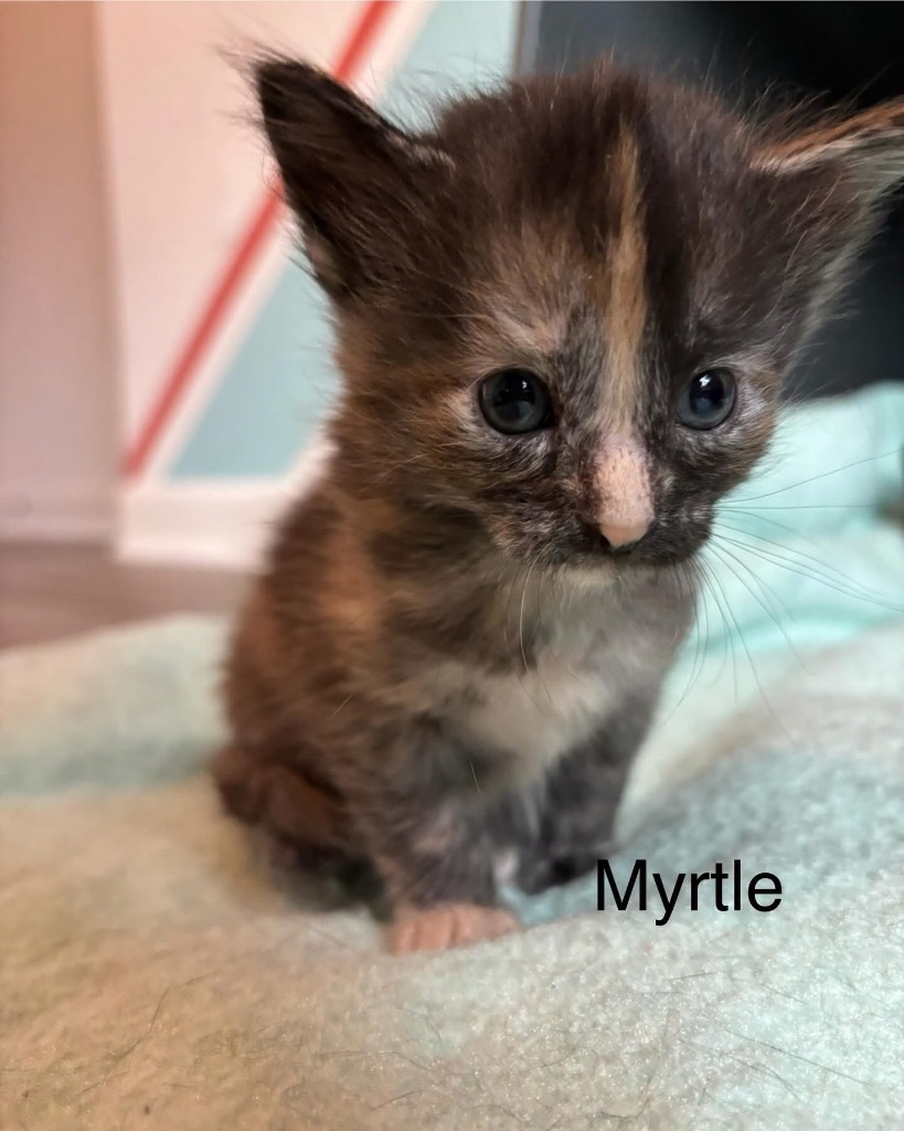 Myrtle