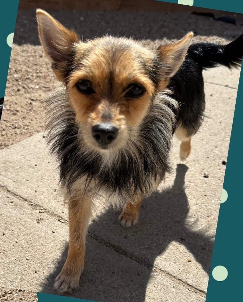 Luna, an adoptable Terrier in Hastings, NE, 68901 | Photo Image 1