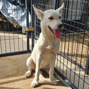 Hot, Young Female Husky