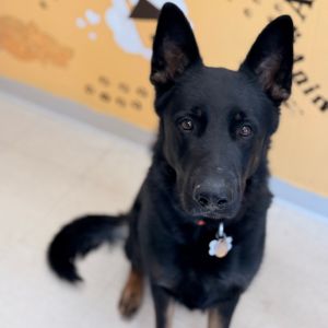 Major, Adult Male German Shepherd Dog