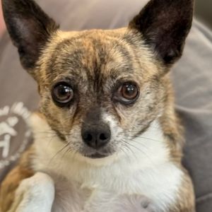 Rocko, Adult Male unknown