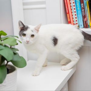 Howlite is an affectionate and playful 8-year-old boy who loves attention He en