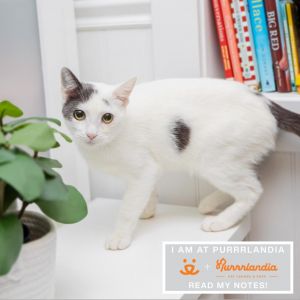 Howlite is an affectionate and playful 8-year-old boy who loves attention He en
