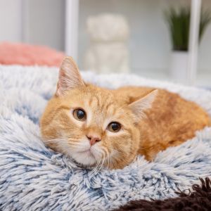 Lysander is a loving 4-year-old cat who doesnt let having three legs hold him b