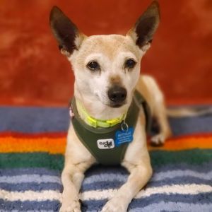 Moop 12974 Chihuahua Dog