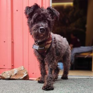 Are you looking for a spunky little teddy bear to brighten up your life Meet Akio a fantastic 12-y