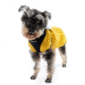 Welcome to Muttville Katsu This dear older chap is a 12year-old schnauzer with the most adorable 