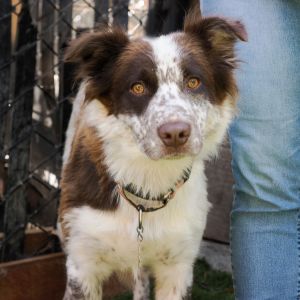 MAMA HURON, Adult Female Spaniel