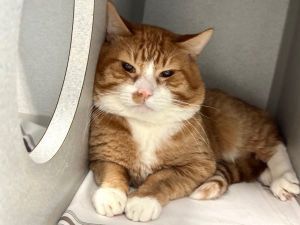 Fabritzio Domestic Short Hair Cat