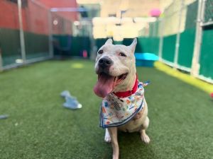 Candy Mixed Breed Dog