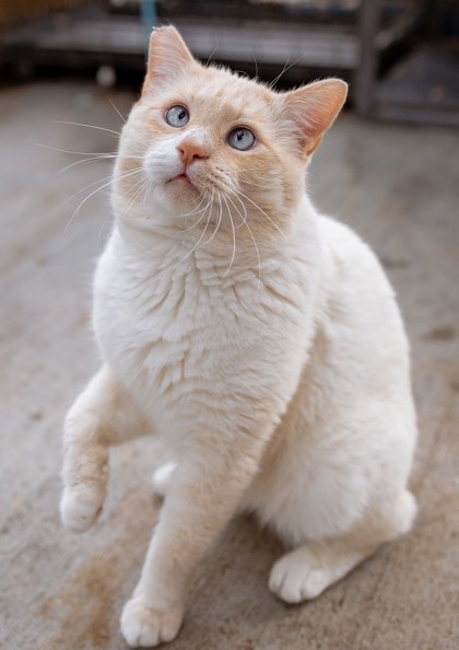 Snowball