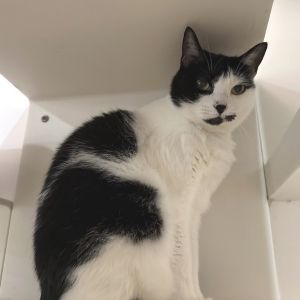 Ginny is on site at our adoption center in SoHo Ginny is a six-year-old female Ginny is spayed mi