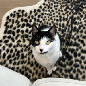 Ginny is currently in foster care and ready for adoption via our virtual process Learn more about h