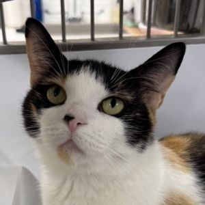Callie is currently in foster care and ready for adoption via our virtual process Callie is a beaut