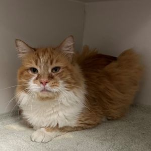 Meet Felix Felix is a gloriously handsome 6-year-old orange and white long-haired male tabby With 