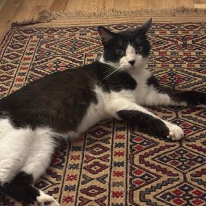 Hank is currently in foster care and ready for adoption To begin the process please submit an adop