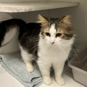 Meet Nene Nene is a 2-year-old male brown tabby and white long-haired cat who is absolutely adorabl