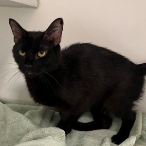 Meet Jocelyn Jocelyn is a beautiful 4-year-old black female cat who is very sweet and affectionate