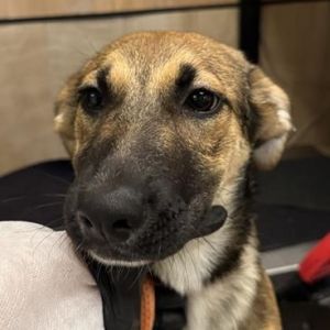 Pilot is on site at our adoption center in SoHo Learn about her time in foster care here httpsa