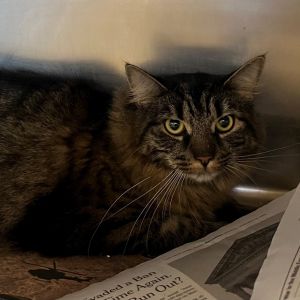 Meet Missy Missy is a beautiful 2-year-old long-haired female tabby She is very sweet and has a ge