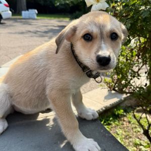Lola Pup: Gaga, Baby Female Great Pyrenees