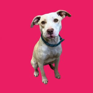 Madonna, Adult Female Labrador Retriever