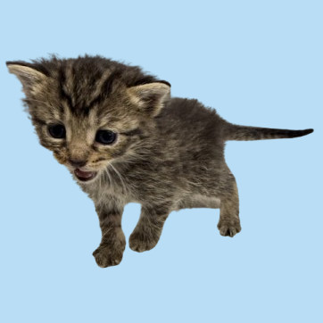 Buddy, an adoptable Domestic Short Hair in Tuscaloosa, AL, 35401 | Photo Image 1