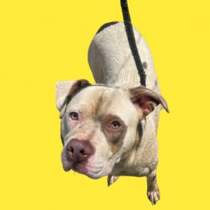 Patches, Adult Male American Bulldog