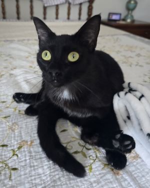 Miss Moneypenny, Adult Female Domestic Short Hair
