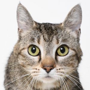 Tavy, Adult Female unknown