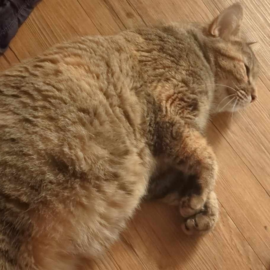 Ginny, an adoptable Domestic Long Hair in Midland, TX, 79701 | Photo Image 1