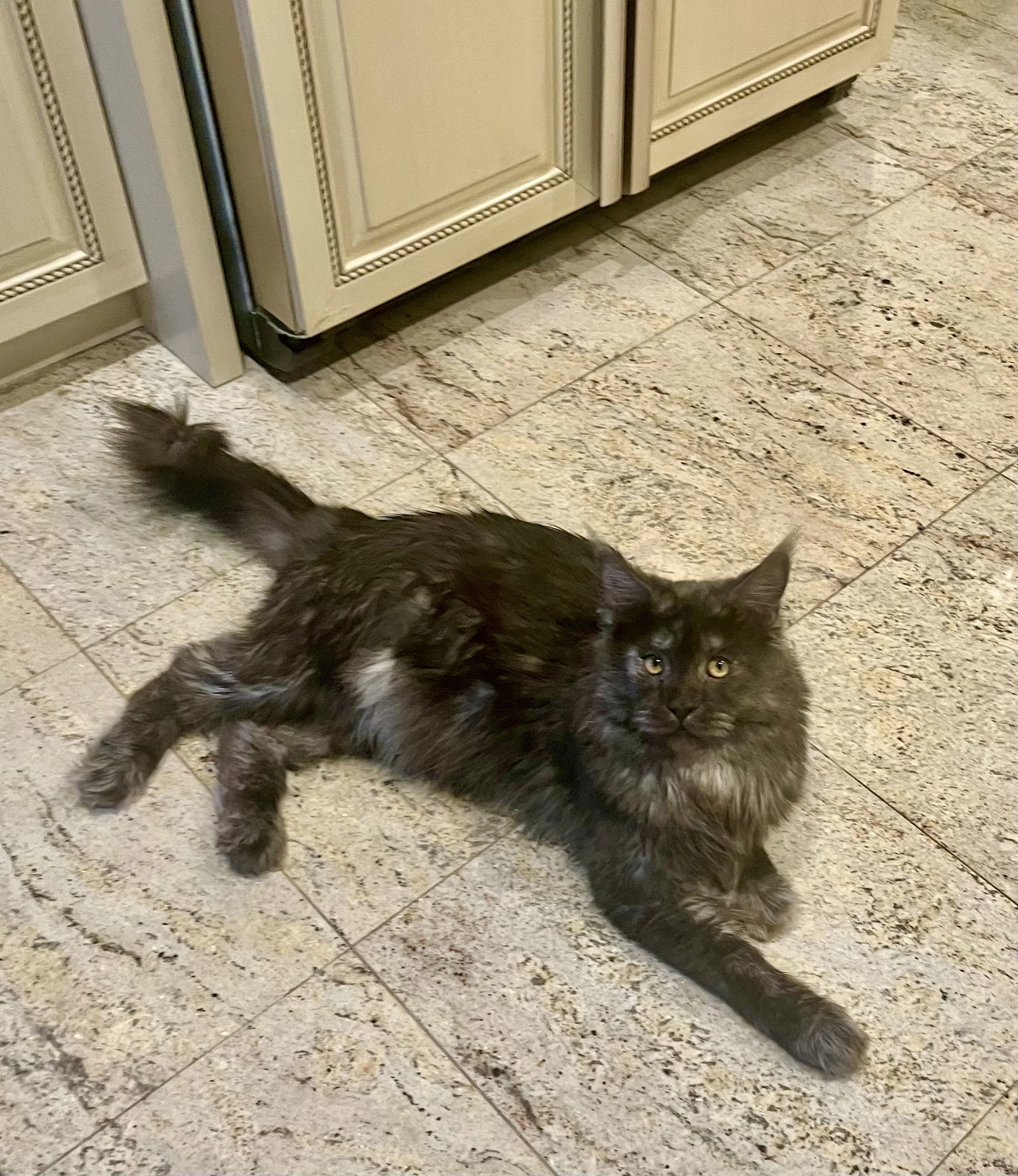 FABIO