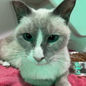 Greta, Adult Female Siamese