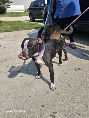 Oero, Young Female Terrier