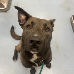 Coco