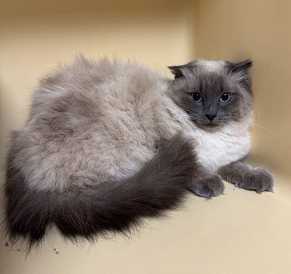 Kayla OF10, an adoptable Himalayan, Domestic Short Hair in Clarks Summit, PA, 18411 | Photo Image 1