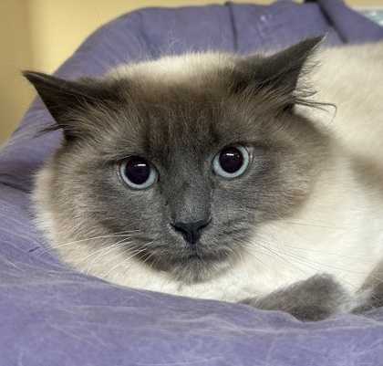 Kayla OF10, an adoptable Himalayan, Domestic Short Hair in Clarks Summit, PA, 18411 | Photo Image 1