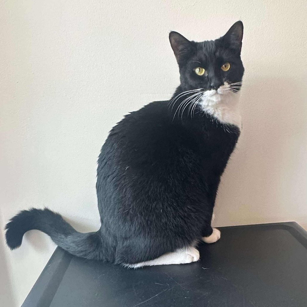 Domino