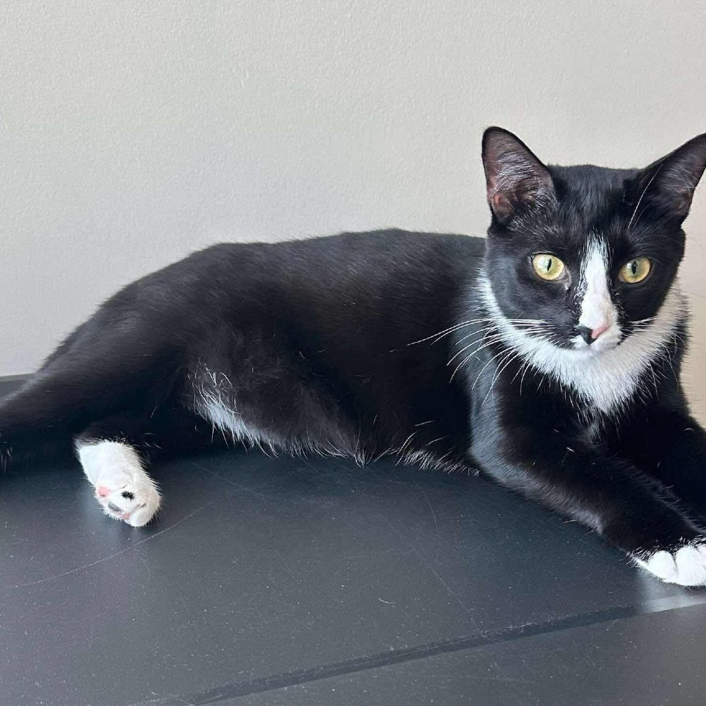 Oreo