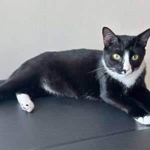 Oreo, Young Female Domestic Short Hair