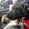 Tucker photo 3