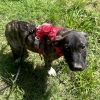 Tucker photo 5