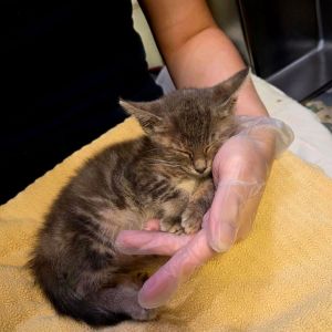Turtle American Shorthair Cat